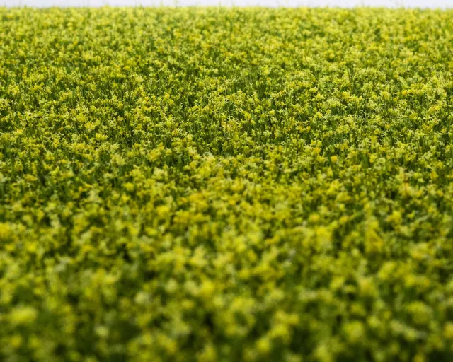 rts-greenkeeper-gr-ser-grasmatte-rapsfeld-210x297-mm image 1
