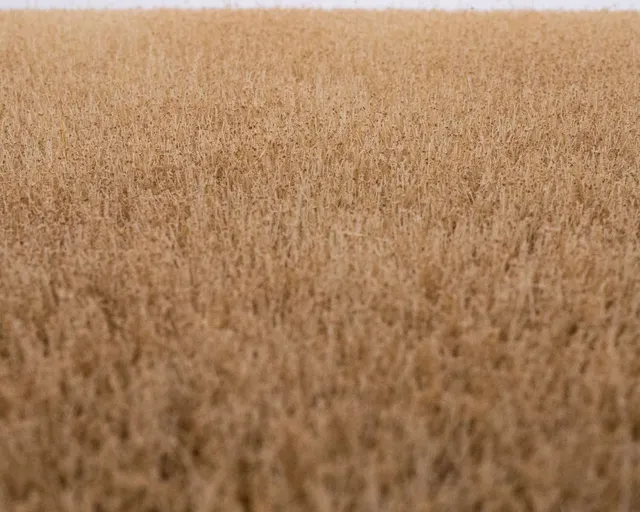 rts-greenkeeper-grasmatte-kornfeld-sommer-420x297-mm image 1