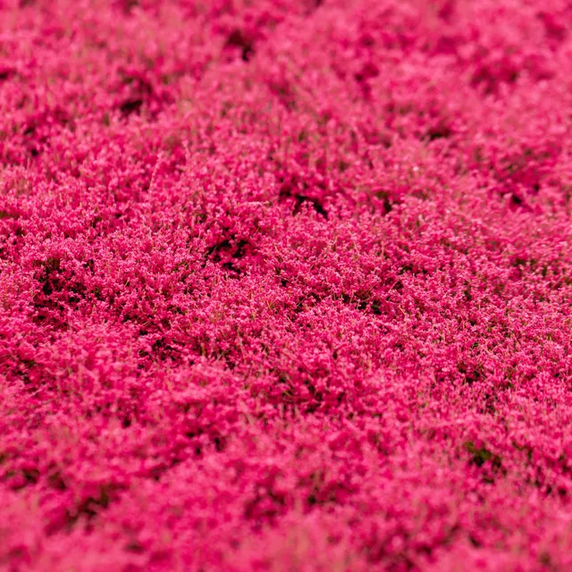 rts-greenkeeper-bl-tenb-schel-magenta-148x210-mm image 1