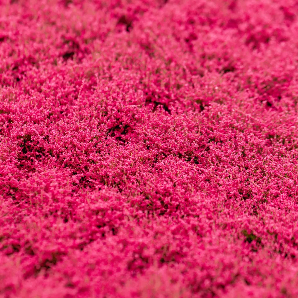rts-greenkeeper-bl-tenb-schel-magenta-148x210-mm image 1