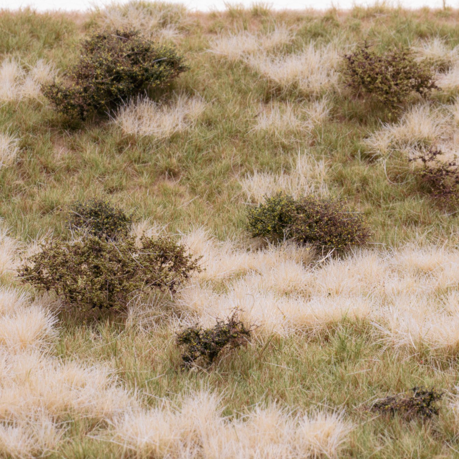 rts-greenkeeper-gr-ser-grasmatte-wildwuchs-sommer-30x21-cm image 1