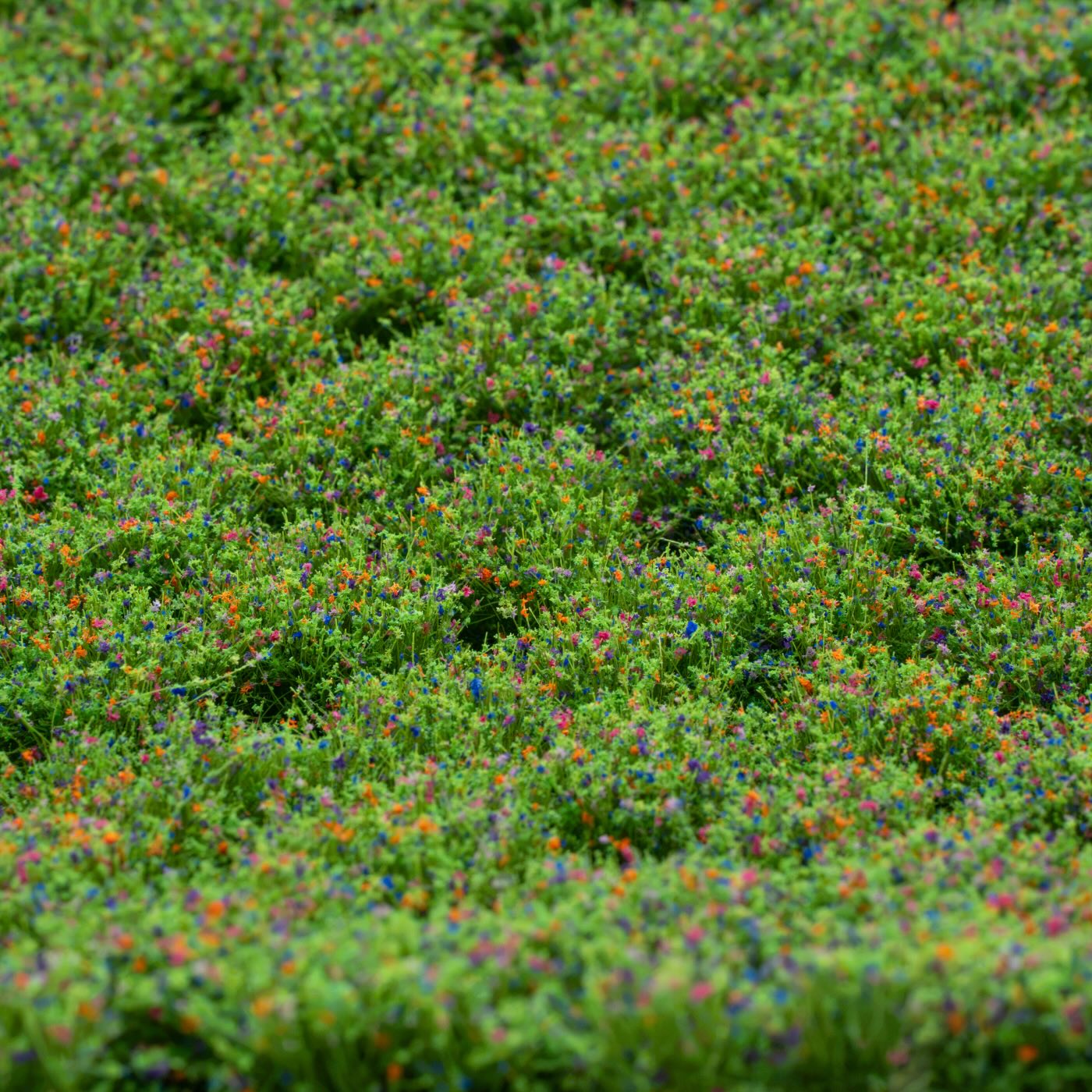 rts-greenkeeper-b-schel-bl-tenb-schel-wildblumen-148x210-mm image 1