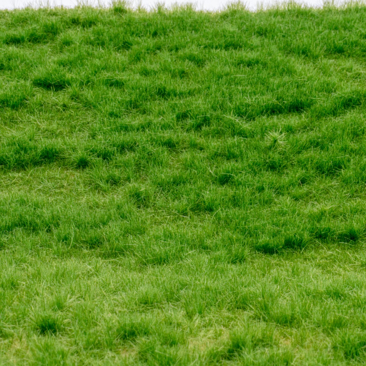 rts-greenkeeper-gr-ser-grasmatte-fr-hsommer-wiese image 1