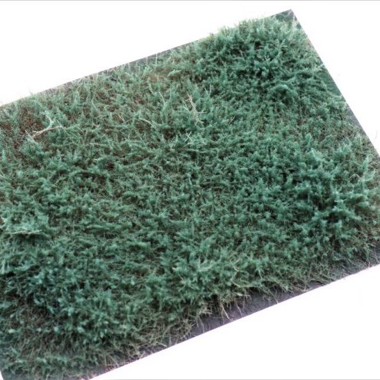 rts-greenkeeper-wacholder-str-ucher-blaugr-n-4-30-mm image 2