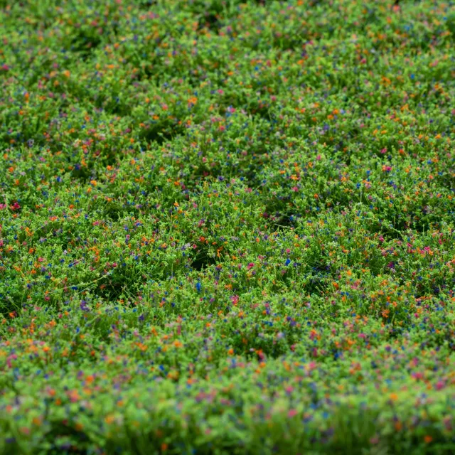 rts-greenkeeper-b-schel-bl-tenb-schel-wildblumen-148x210-mm image 1