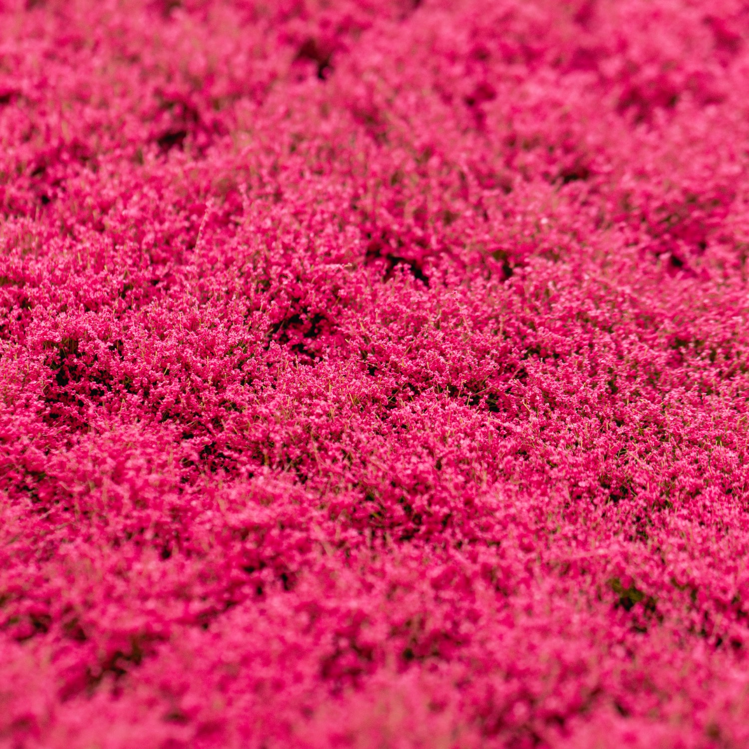 rts-greenkeeper-bl-tenb-schel-magenta-148x210-mm image 1